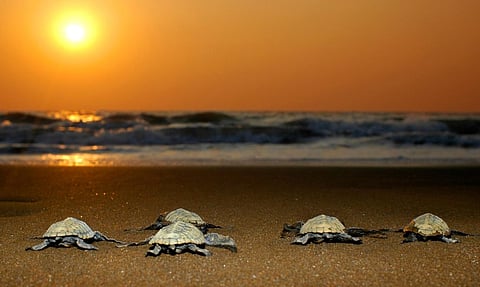 Head to THIS unique Turtle Festival near Mumbai, to experience eco-tourism at its best!