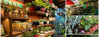 Pin THESE 7 nurseries in Bandra to elevate your 'plant parenthood' journey!