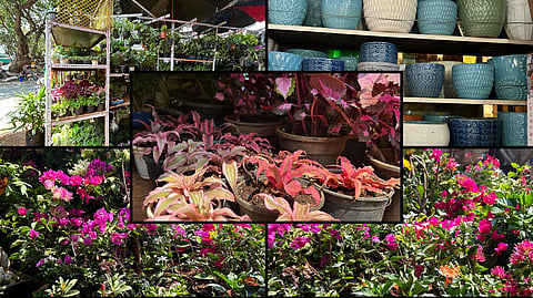 From rare plants to imported ceramic pots, THIS 33-year-old nursery in Bandra offers it all!