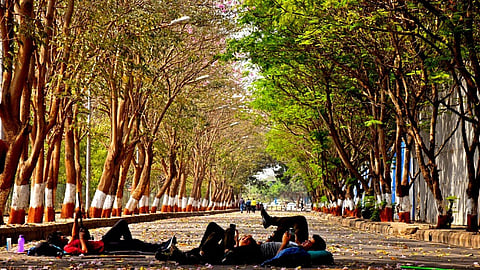 In all its green glory, Mumbai bags 'World Tree City Award' for the third consecutive year!