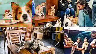 Pin THESE 7 pet-friendly cafes in Mumbai to hang out with your fur-ever friend!