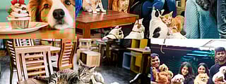 Pin THESE 7 pet-friendly cafes in Mumbai to hang out with your fur-ever friend!