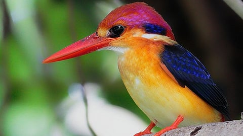 Know about THIS colourful yet elusive bird known as the 'Jewel Of Konkan' and WHERE to find it