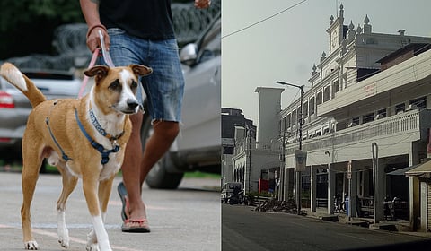 LMC cracks down on unlicensed pets in Lucknow: Here's how to renew your pet license