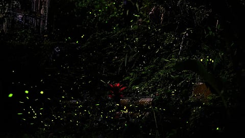 Nature's Light Show: Know about Maharashtra's annual Fireflies Festival, for a getaway near Mumbai