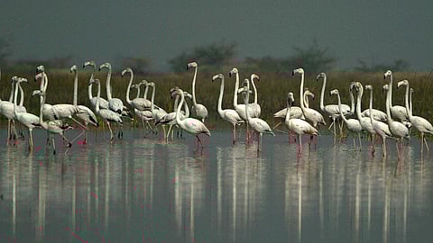 Rare Event | Flamingoes make surprising return to Nal Sarovar, near Ahmedabad