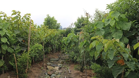 Lucknow News | LDA to develop Miyawaki Forest near Gomti Nagar to enhance urban greenery