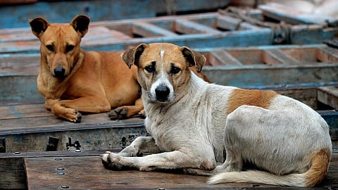 BMC betters animal welfare services in Mumbai! New portal to streamline sterilisations and more