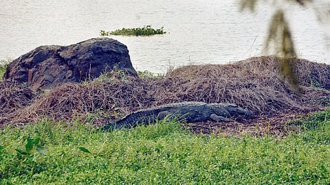 Crocodile spotted in Mithi River near BKC; No need to panic, say Experts