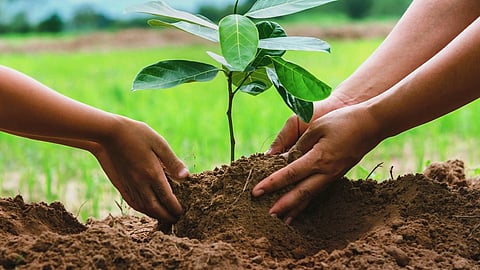 Plant a tree, honour a loved one | AMC introduces Memorial Parks across Ahmedabad