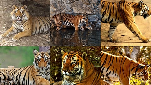 Stripes of Glory | Know about India’s 6 legendary tigers, on this International Tiger Day