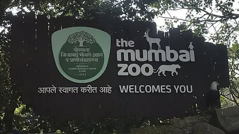 Crores spent, proposals rejected & more | Tale of the Lion-less cage at Mumbai's Byculla Zoo
