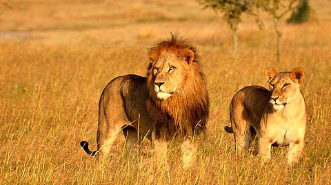 World Lion Day | Into Gujarat's Gir National Park, home of the last remaining Asiatic lions