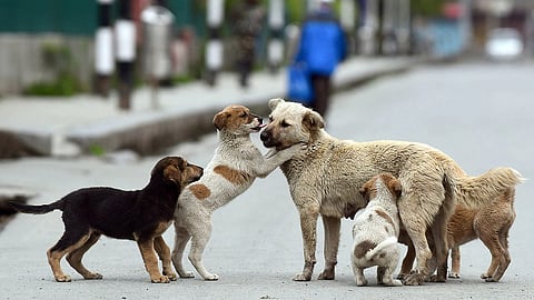 This Int'l Dog Day, volunteer or adopt at these 6 Mumbai shelters & make a 'paw-sitive' impact!