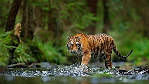 Give back to nature:  Adopt your favourite wild animal at Mumbai's Sanjay Gandhi National Park