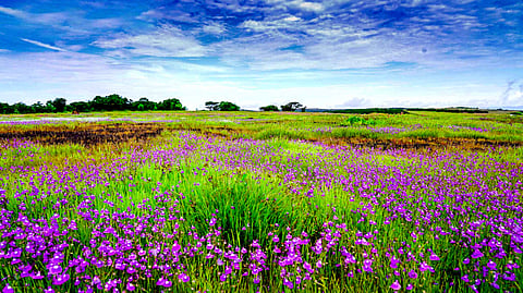 Maharashtra's Valley of Flowers: Tourists swarm Kaas Plateau near Mumbai during bloom season
