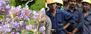 India Weekly Recap | ‘Neelakurinji’ blooms in Nilgiris after 12 years, minimum wage raised & more