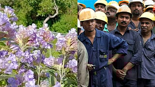 India Weekly Recap | ‘Neelakurinji’ blooms in Nilgiris after 12 years, minimum wage raised & more