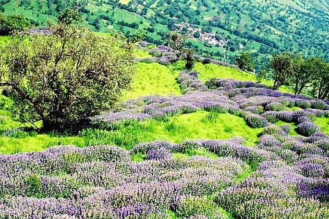 Mumbaikars, head to Maha's 'Mini Switzerland' to witness once-in-seven-years Karvi bloom!