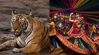 Ahmedabad News| Kankaria Zoo gets new animals, midnight curfew for Navratri & more