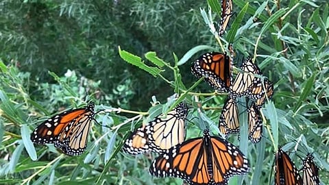 Maharashtra's ecotourism crown jewel: Bookmark Sindhudurg's Parpoli Butterfly Festival