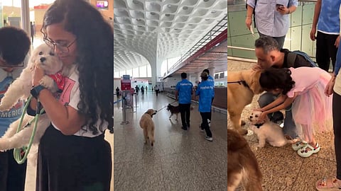 Mumbai Airport brings back ‘Pawfect’ initiative: 9 doggos to comfort anxious air travellers!