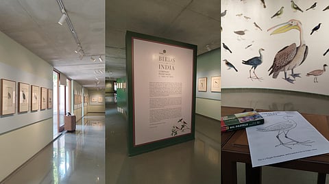 Witness 18th-century 'Company Paintings' of Indian birds, at this unique exhibition in Ahmedabad