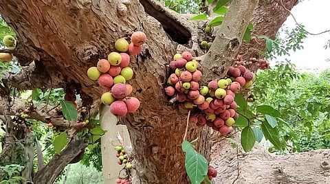 Myths, Medicine, and Winter Magic! Do you know what makes the Gular Tree special in Lucknow?