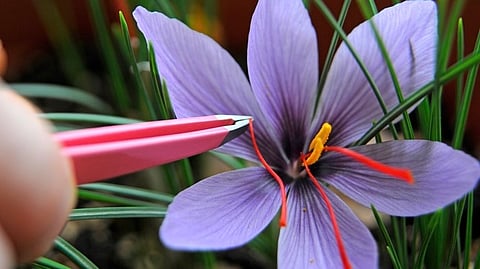 Using Aeroponics, Anil Jaiswal from Indore recreates Kashmir at home to grow saffron