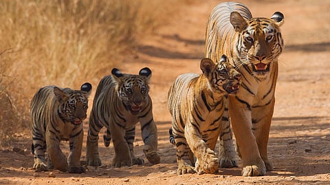 THIS is Maharashtra's oldest national park, with one of India's highest tiger populations!