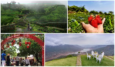 Craving some fresh strawberries? Drive to Mahabaleshwar from Mumbai for the berry best ones!