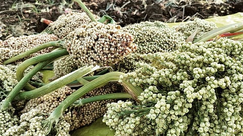 Winter, Hurda, and Memories | A taste of Maharashtra's seasonal celebration