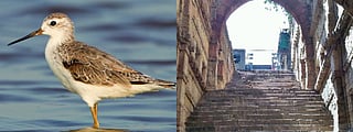 Ahmedabad News | Record migratory bird count at Nalsarovar and Thol, stepwells for shoots & more