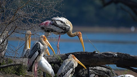 Featuring up to 22 species, Mumbai to spread its 'wings' with a new bird park in 2 years!