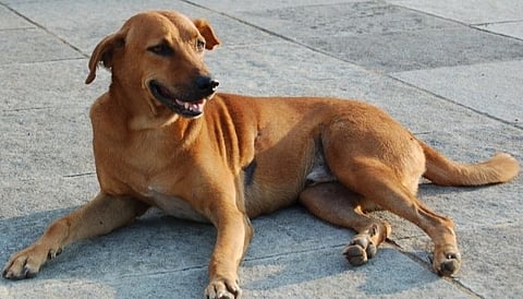 LMC collects ₹42,000 fine under pet dog licence drive in Gomti Nagar; weekly checks ahead!