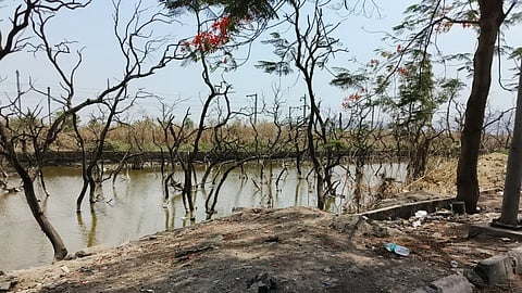 CIDCO Coastal Road Project: Backlash for mangrove damages, endangering Navi Mumbai's flamingo lake
