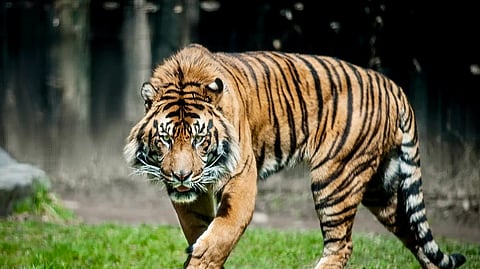 Tiger sightings near Lucknow’s outskirts; thermal drones deployed for day-night watch!