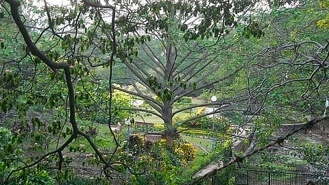 Malabar Hill's Shantivan turns into 'The Nest', ft. 7 flora zones, 20 butterfly species & more