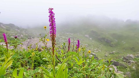 Take a scenic drive to Amba Ghat's orchid-laden winter bloom, just few hours from Mumbai!