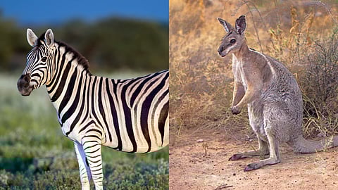 Visitors flock to Kanpur Zoo as new zebras, wallabies, and macaws arrive from Jamnagar's Vantara