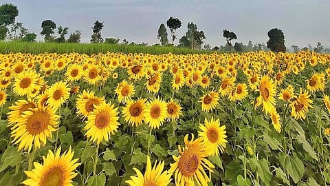 Take a scenic drive to Chahade, Palghar—A sunflower paradise just a few hours from Mumbai!