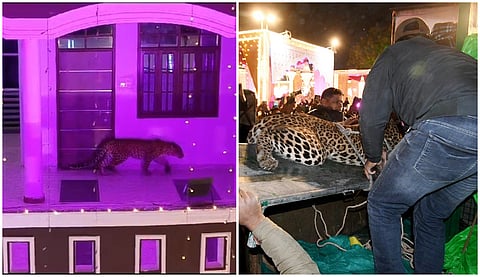 Forget riotous students, Leopard gate crashes a wedding in Lucknow