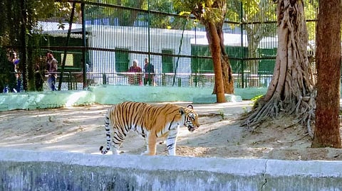 Ahmedabad's Kankaria Zoo now home to new tigers & black bucks from Gwalior’s Gandhi Zoological Park