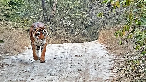 Tiger spotted AGAIN in Rehmankhera, near Lucknow; Forest Officials ramp up tracking efforts