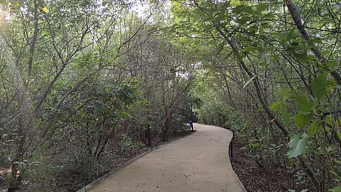 319 Oxygen Parks and counting! How these green spaces in Ahmedabad improve urban life