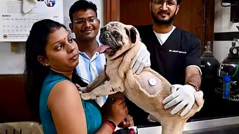 In a rare event, Mumbai's three-year-old diabetic pug Nikki fitted with high-tech glucose monitor