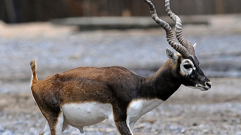 Mumbai's Byculla Zoo welcomes rare blackbucks after 6 years, 3 more arriving soon!