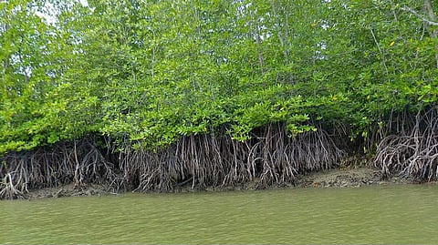 Coastal Road Project set to impact 60,000 mangrove trees; here's what's happening!
