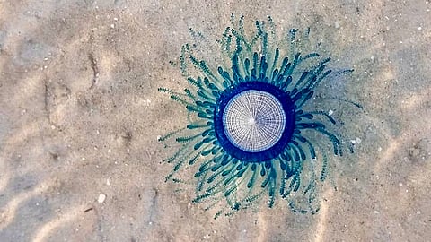 Early signs of Mumbai monsoons as Blue Button Jellyfish wash ashore at Juhu Beach
