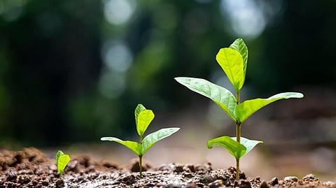 UP Govt to set up first of 5 new seed parks in Lucknow, to boost agro-economy | Details